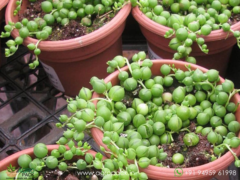 String-of-Pearls2