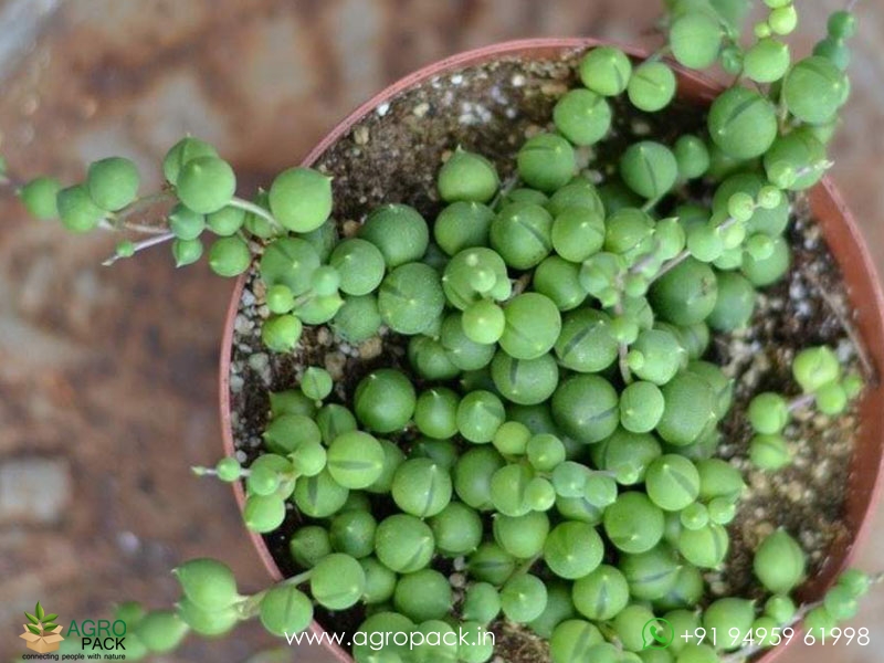 String-of-Pearls3
