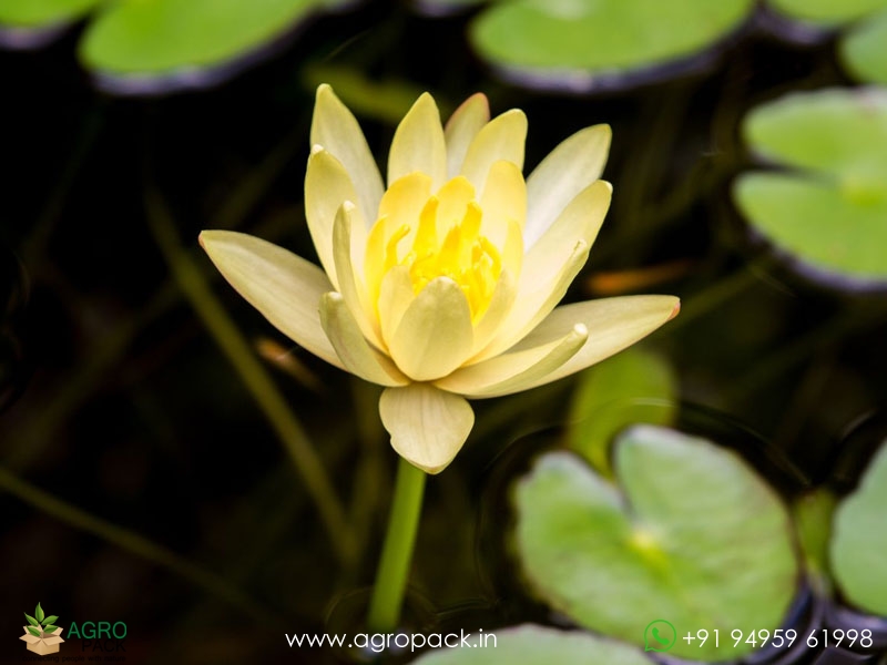 Substoon-Water-Lily2