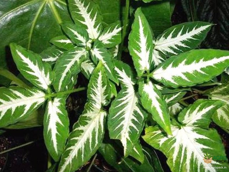 Syngonium-wendlandii-Plant2