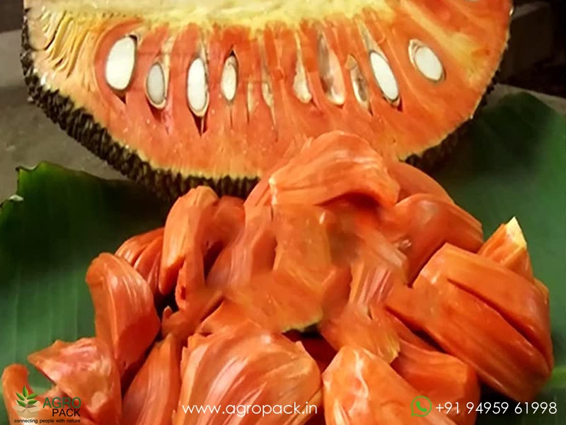 Thailand-Red-Jackfruit1