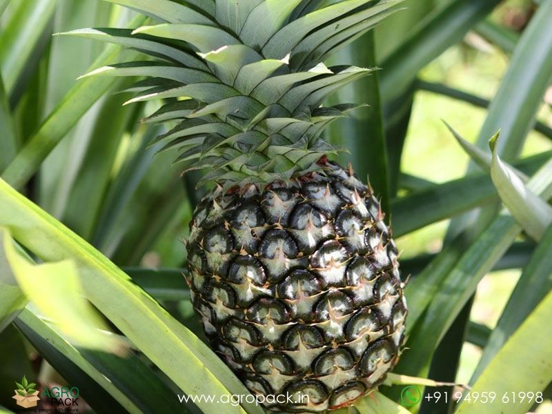 Thornless-Pineapple1