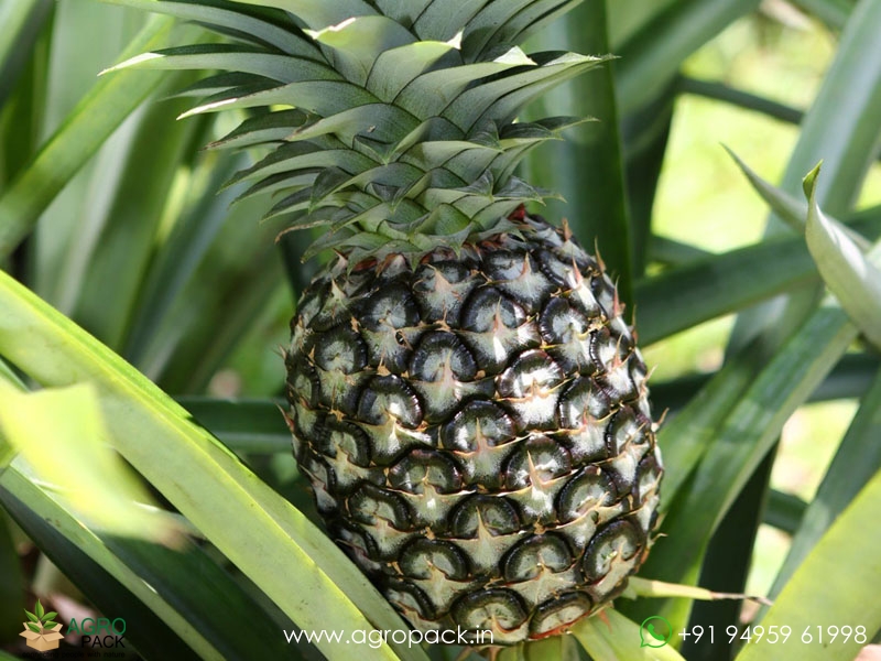 Thornless-Pineapple2