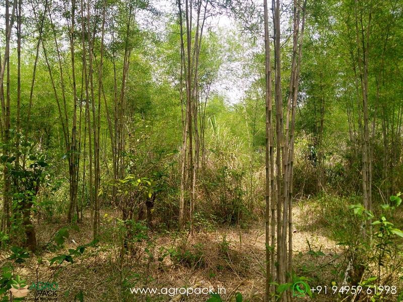 Thyrsostachys-oliveri-Bamboo1