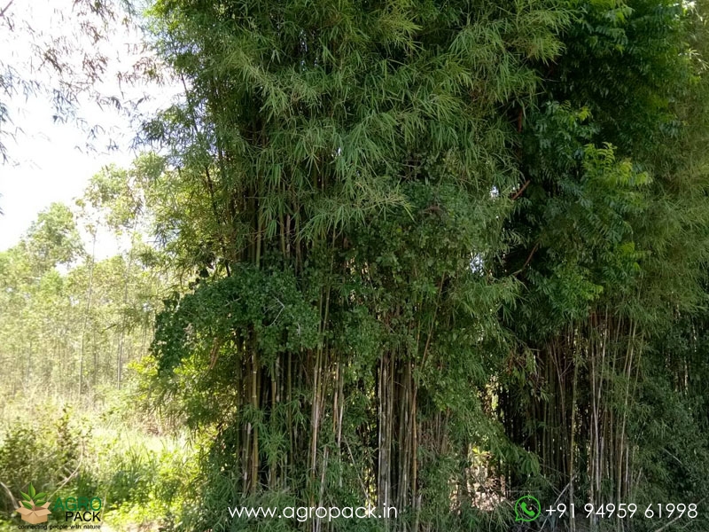 Thyrsostachys-oliveri-Bamboo3