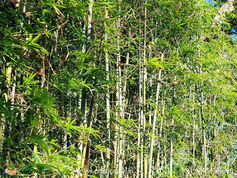 Thyrsostachys-oliveri-Bamboo4