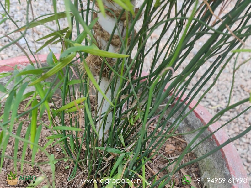 Tiny-Climbing-Bamboo3