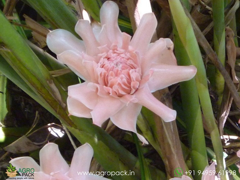 Torch-Ginger--Pink1