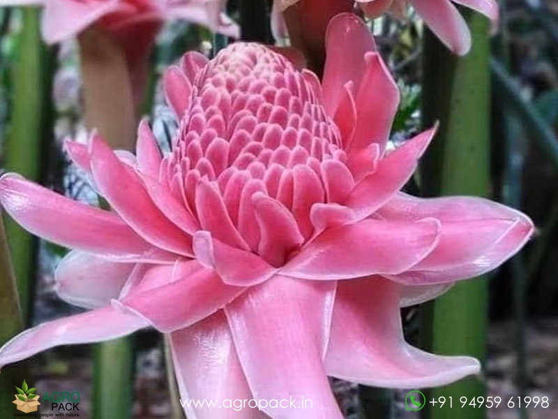 Torch-Ginger--Pink3