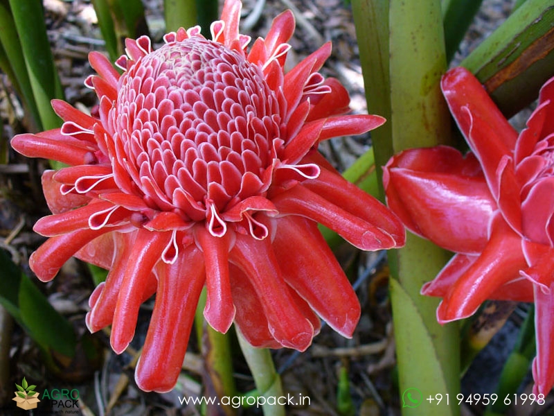 Torch-Ginger-Red1