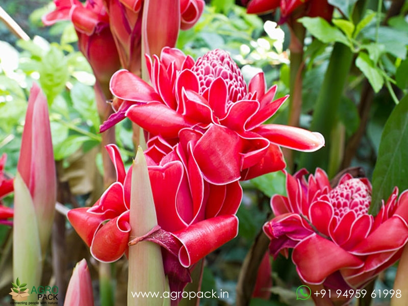 Torch-Ginger-Red2