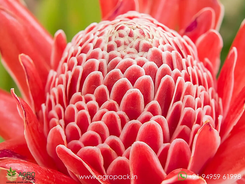 Torch-Ginger-Red3