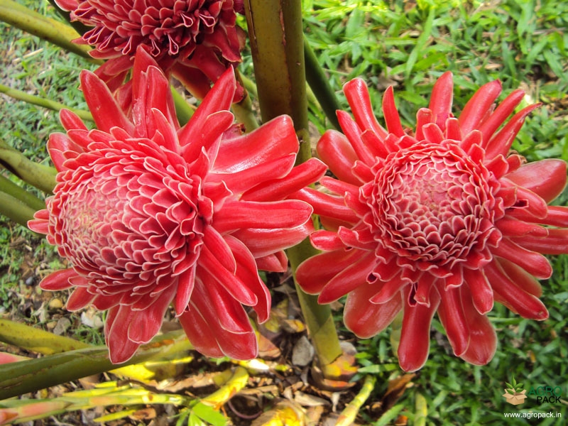 Torch-Ginger2