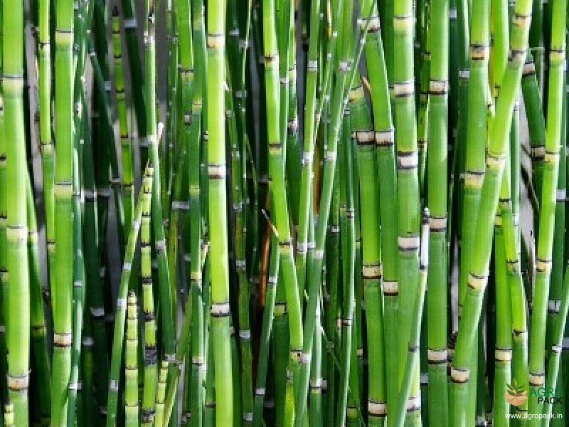 Water-Bamboo-Plant1