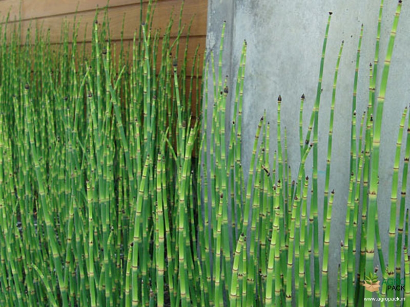 Water-Bamboo-Plant2