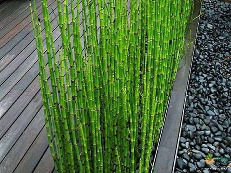 Water-Bamboo-Plant3