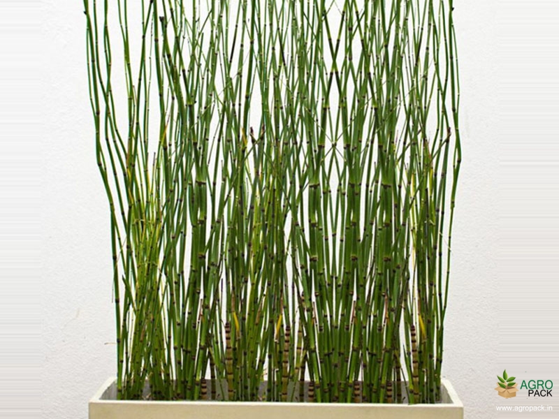Water-Bamboo-Plant4