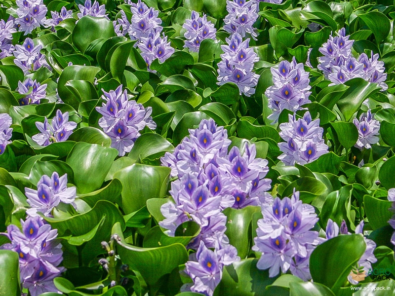 Water-hyacinth1