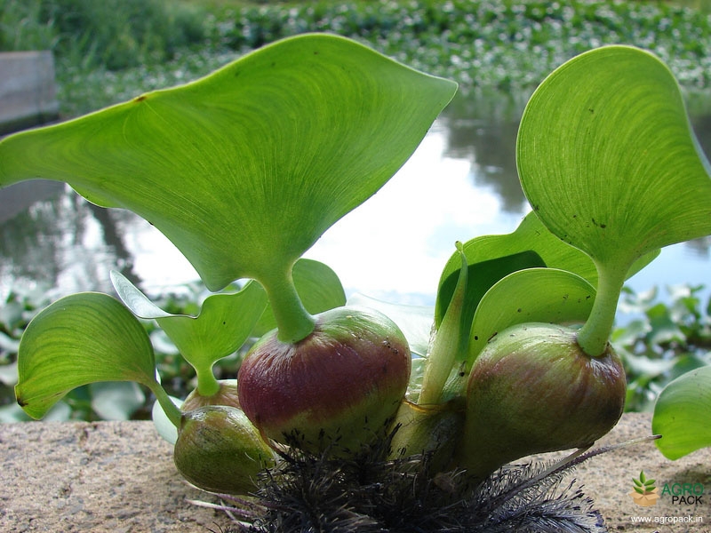 Water-hyacinth2