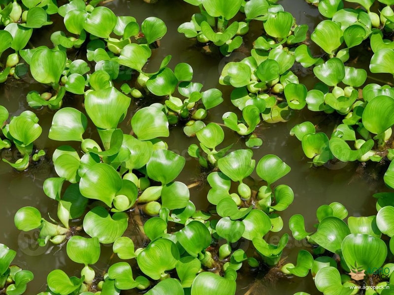 Water-hyacinth3