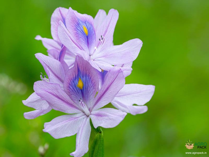 Water-hyacinth4