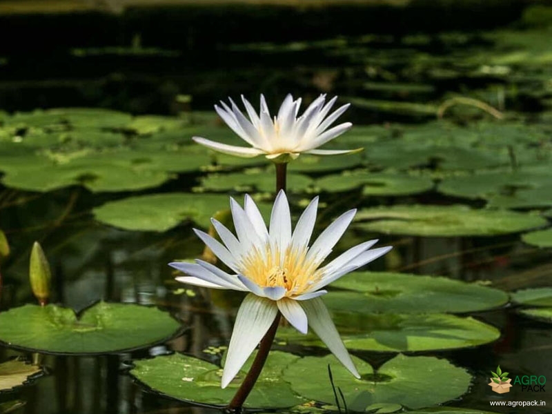 White--Water-Lilly2