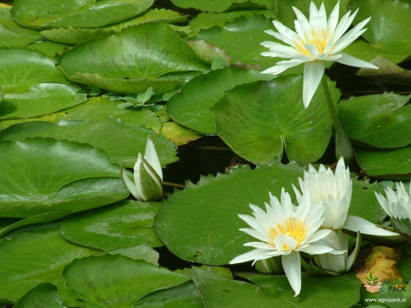 White--Water-Lilly3