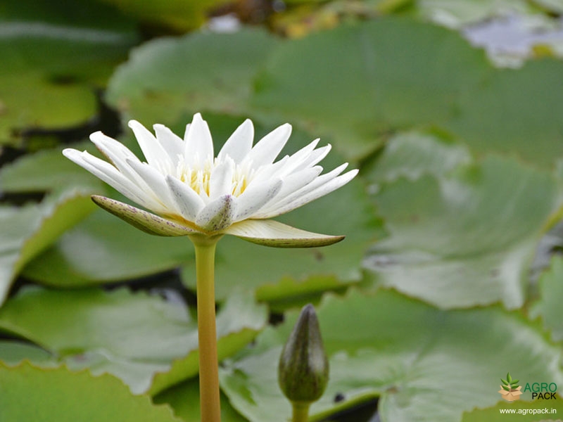 White--Water-Lilly4