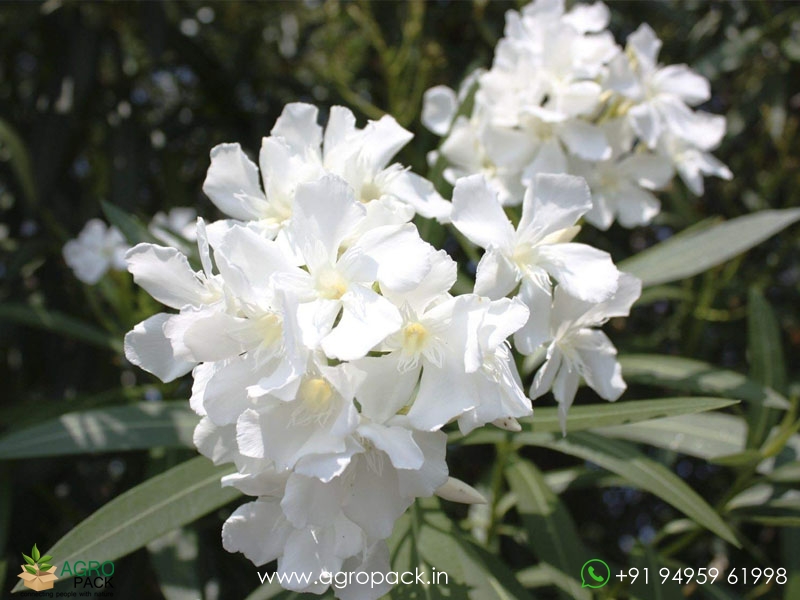 White-Arali-Oleander1