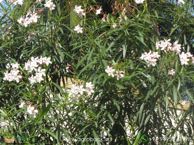 White-Arali-Oleander2