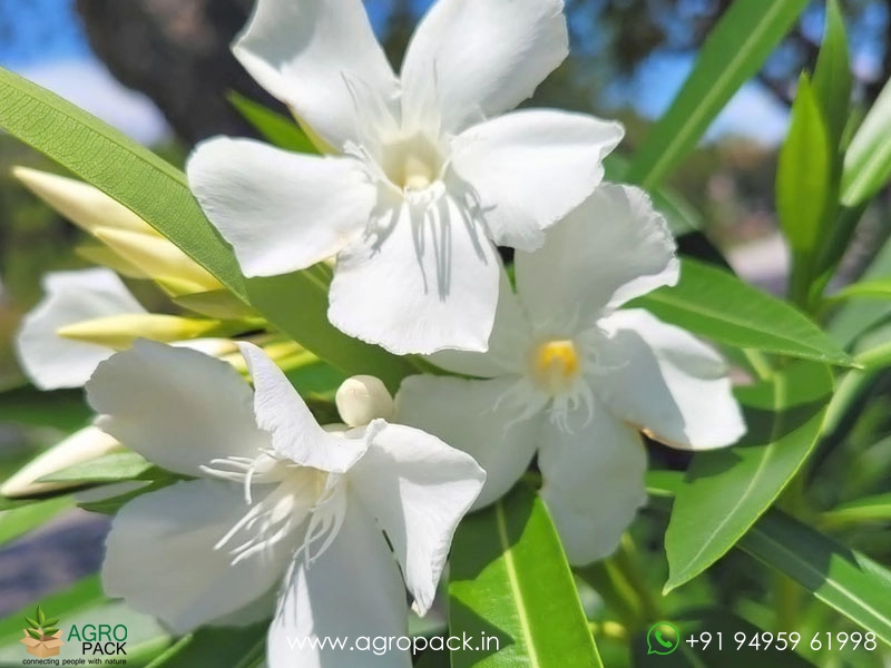 White-Arali-Oleander3