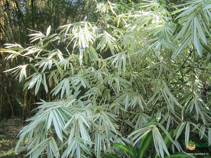 White-Bamboo1