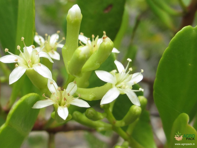 White-Flowered-Black-Mangrove1