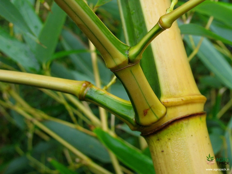 Yellow-Bamboo1