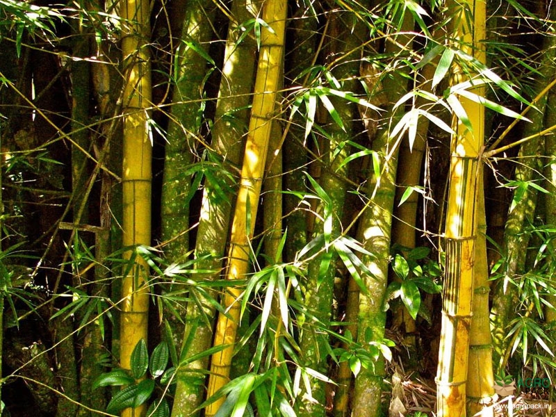 Yellow-Bamboo3
