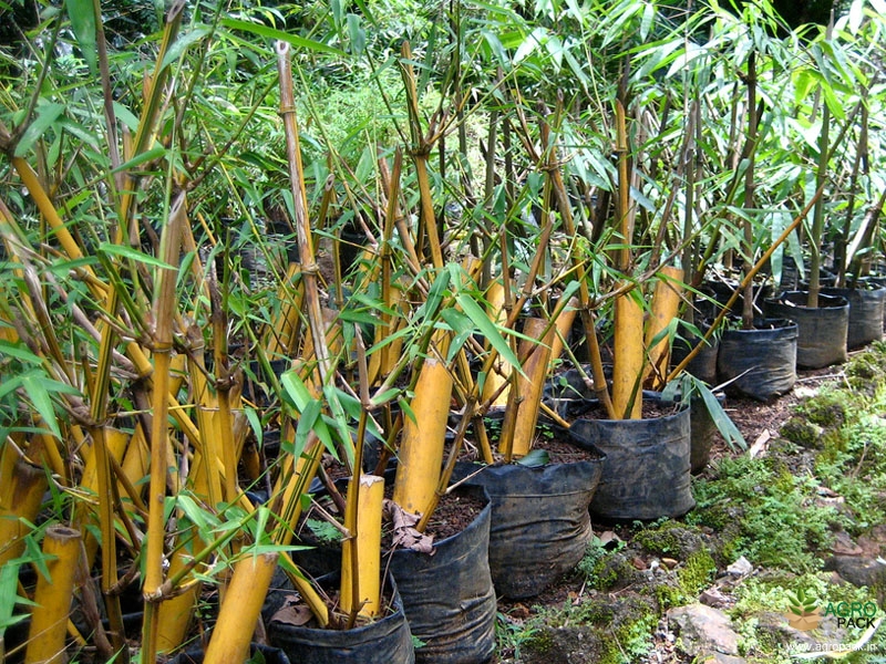 Yellow-Bamboo4