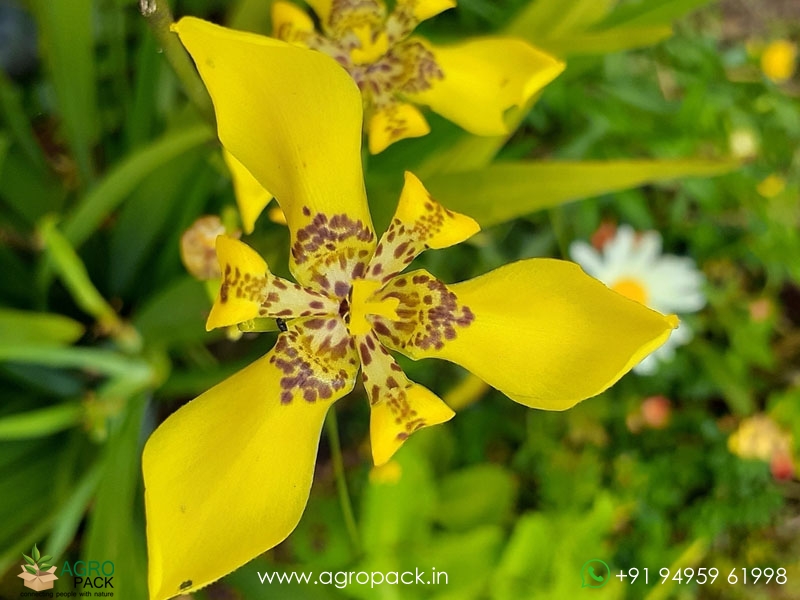 Yellow-Walking-Iris1