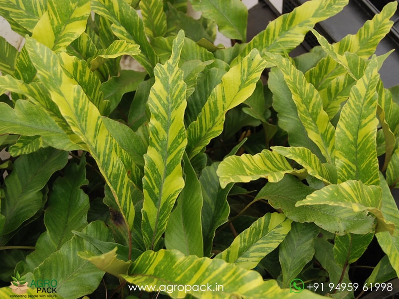 pyrrosia-lingua-variegata-fern1