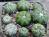 Asterias-Cactus-Plants1