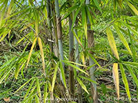 Bambusa-polymorpha-Bamboo1