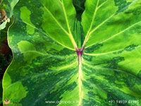 Colocasia-Lemon-Lime-Gecko3