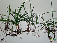 Cyperus-Rotundus2