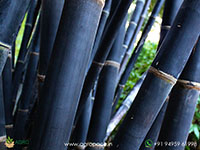 Gigantochloa-atroviolacea-black-bamboo1