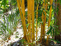 Golden-Bamboo7