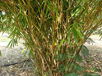 Green-Long-Bamboo1