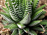 Haworthia-Zebra-Cactus1