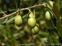 Olive-Plant1