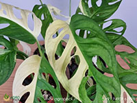 Philodendron-Adansonii-Variegated1