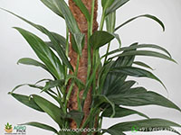 Philodendron-Amplissimum4