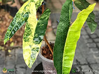 Philodendron-Billietiae-Variegated1